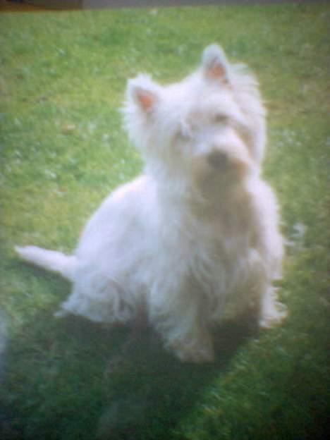 West highland white terrier Dodo KALDET TILDE  R-I-P billede 9