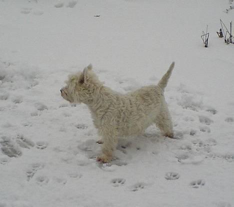 West highland white terrier Dodo KALDET TILDE  R-I-P billede 10