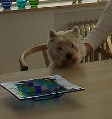 West highland white terrier Dodo KALDET TILDE  R-I-P billede 11