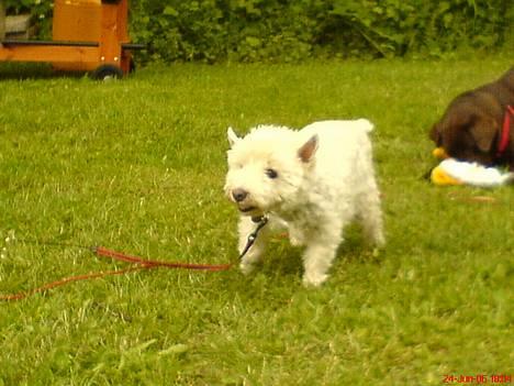 West highland white terrier Dodo KALDET TILDE  R-I-P billede 12