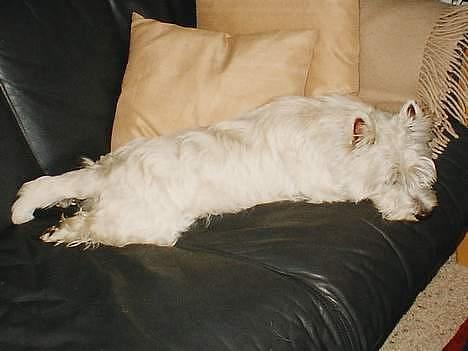 West highland white terrier Dodo KALDET TILDE  R-I-P billede 13