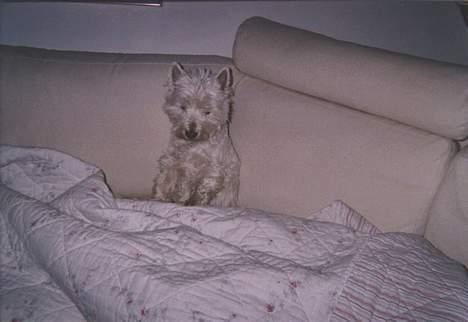 West highland white terrier Dodo KALDET TILDE  R-I-P billede 14