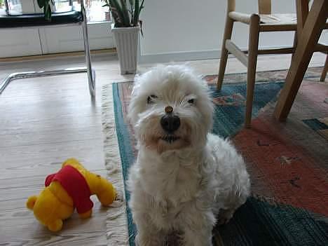 West highland white terrier Dodo KALDET TILDE  R-I-P billede 15