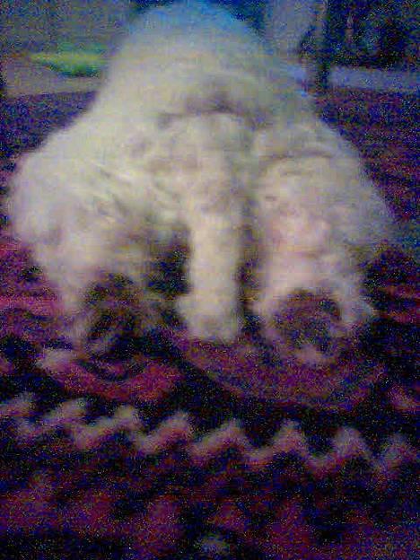 West highland white terrier Dodo KALDET TILDE  R-I-P billede 16