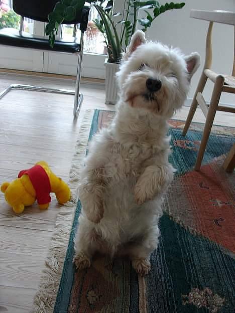 West highland white terrier Dodo KALDET TILDE  R-I-P billede 17