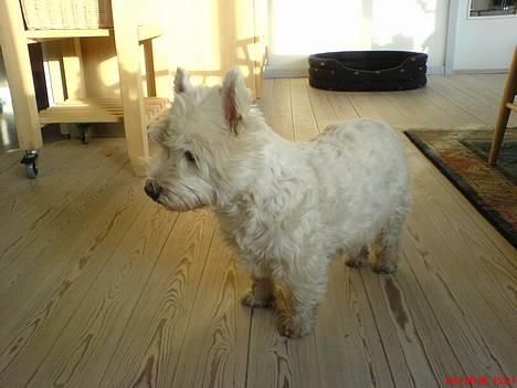 West highland white terrier Dodo KALDET TILDE  R-I-P billede 18