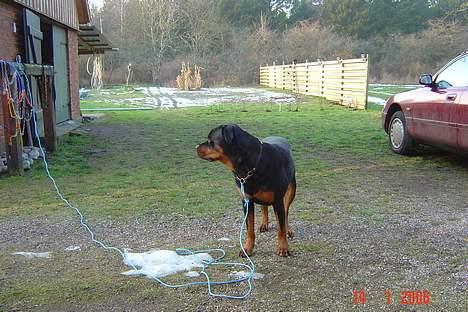 Rottweiler Sussi - Altså Nabo, jeg står her og keder mig i snor! billede 11