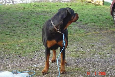 Rottweiler Sussi - Hey, hvor skal du nu hen, Nabo? billede 12