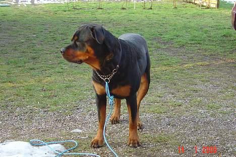 Rottweiler Sussi - Keder mig altså snart, Nabo! billede 13