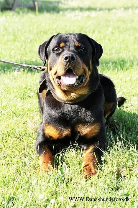 Rottweiler *Simba* (Cue Beat) billede 6