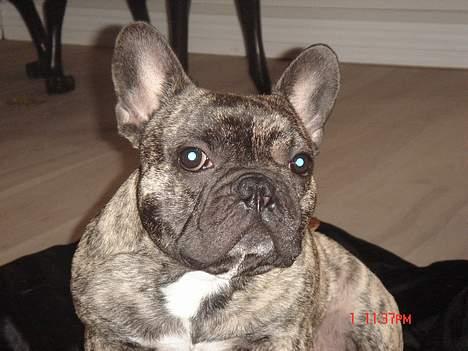 Fransk bulldog Tyson - Er det den rette vinkel??? billede 1