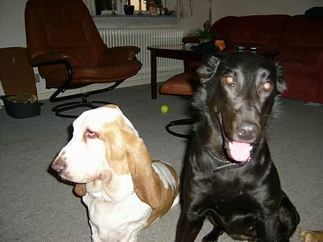 Basset hound Walter  R.I.P - walter med sin legekammerat Sidse billede 7