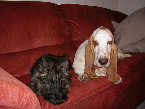 Basset hound Walter  R.I.P - walter med sin "lillesøster" Felicia billede 8