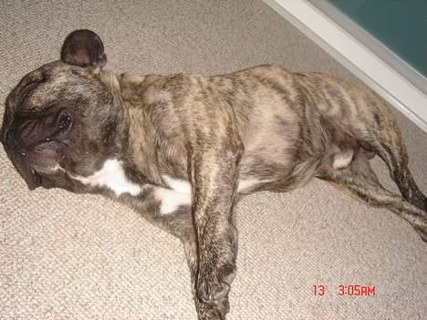 Fransk bulldog Tyson - ZZZzzzz ZZZzzzz   ZZZzzzzz prut.. billede 3