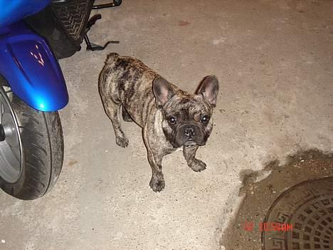 Fransk bulldog Tyson - skal vi ikke snart ud køre??? Hvor er min hjelm??? billede 4
