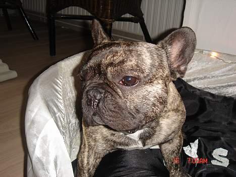 Fransk bulldog Tyson - Stooop jeg gider ikke mere, jeg ved godt jeg er flot!!! billede 5