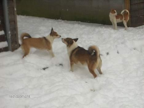 Norsk lundehund Frey - Ida og Frey i sneen billede 7