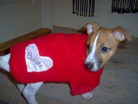 Jack russell terrier Buller - Mit fine hjemmelavet dækken:o) billede 13