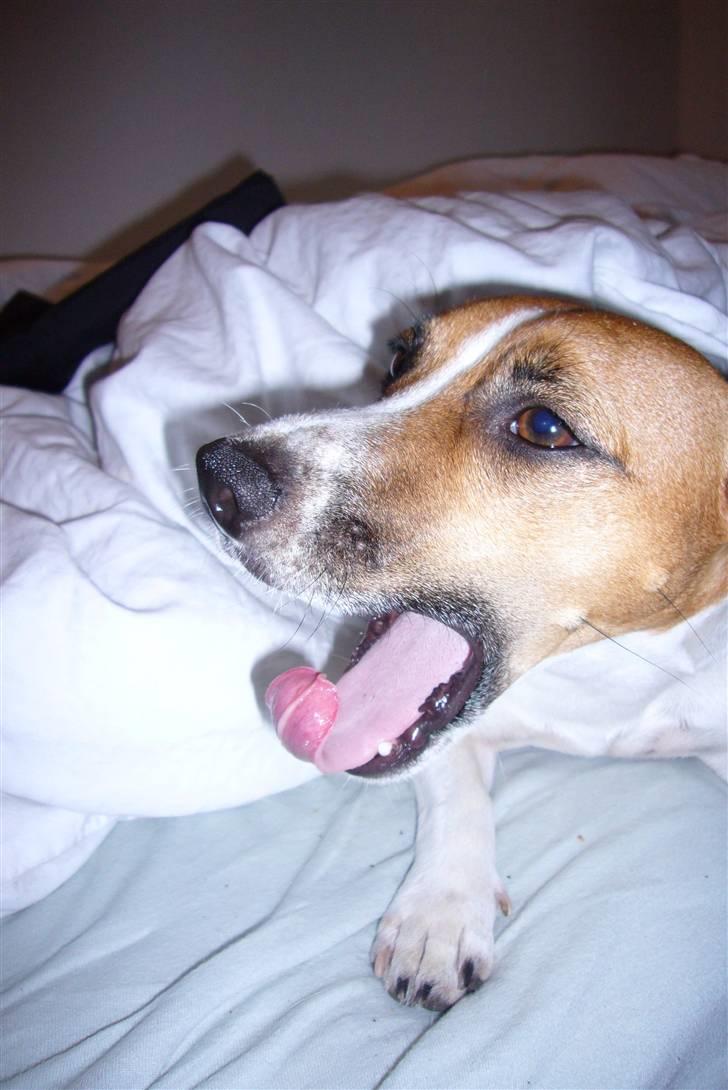 Jack russell terrier Buller - sååå træt:o) billede 14