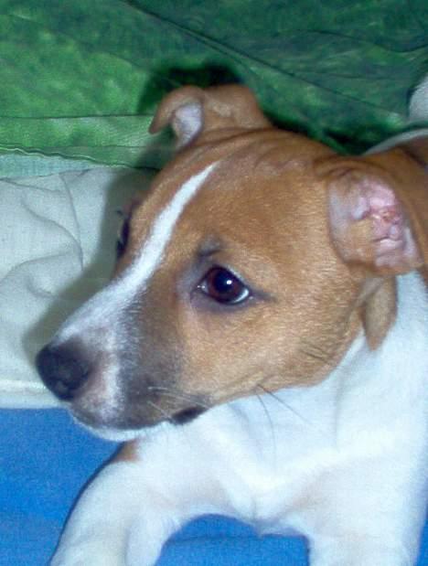 Jack russell terrier Buller - jeg er såååå smuk billede 15