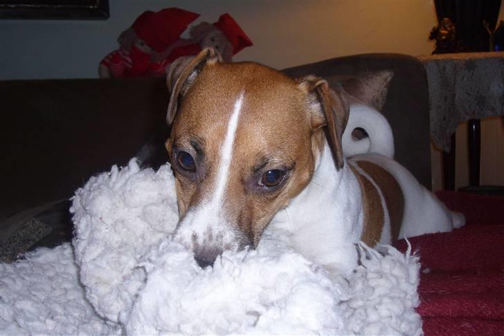 Jack russell terrier Buller - miiit tæppe ! ! billede 16