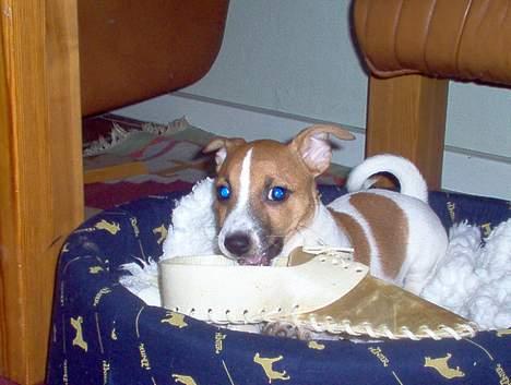 Jack russell terrier Buller - men den er god at bide i:o) billede 17
