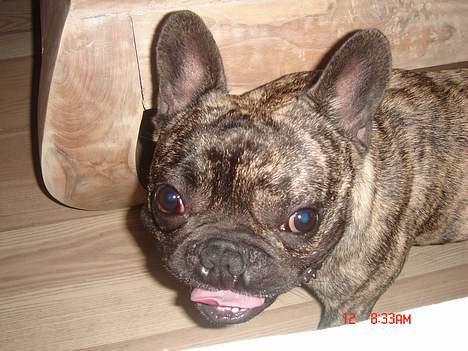 Fransk bulldog Tyson - Skal vi stoppe legen her!!!! billede 6
