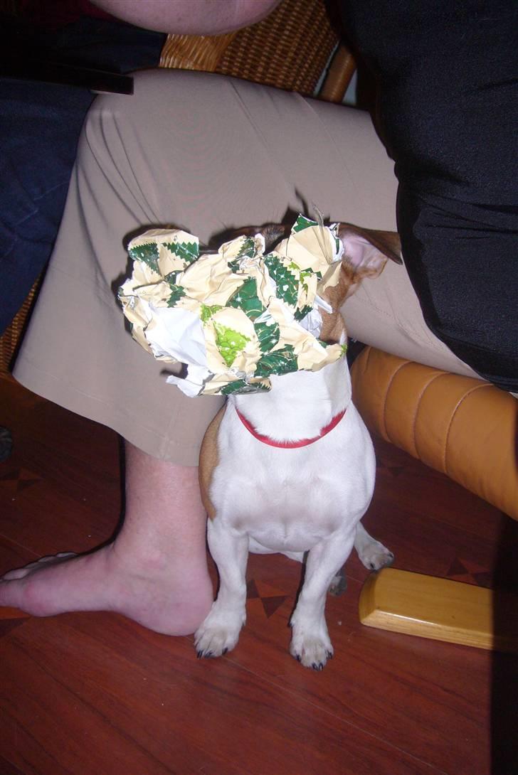 Jack russell terrier Buller - min elskede buller<3 billede 18