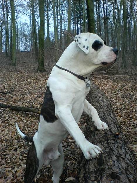 Blanding af racer Carlos *død* - en marekatansk watchdog billede 12