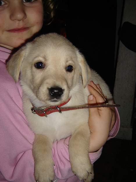 Blanding af racer Nala billede 7