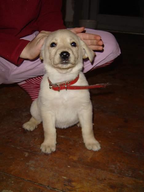 Blanding af racer Nala - er jeg flot nu  billede 8