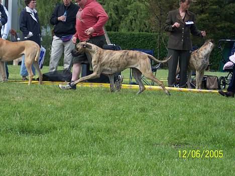 Grand danois Kørup´s Anastacia  - her er vi i ringen i hillerød billede 11