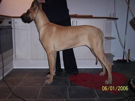 Grand danois Kørup´s Beth Hart - man skal jo ku stå pænt billede 10