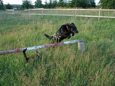 Labrador retriever Zulu (mors hund) - Hopla! Selv katten er begejstret! billede 13
