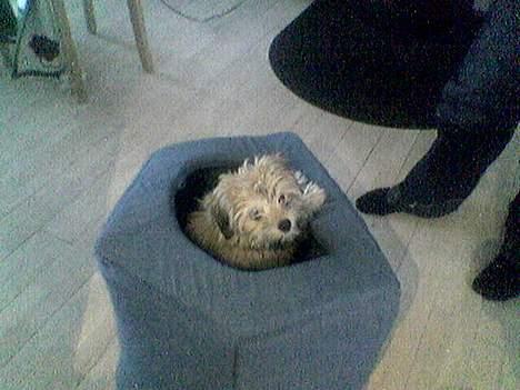 Løwchen Freja - Kuk - kuk billede 13