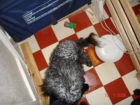 Dværgpuddel Trunte 'RIP* - Sne hunden ;) billede 6