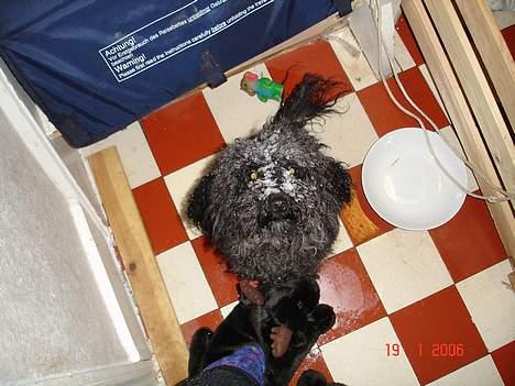 Dværgpuddel Trunte 'RIP* - Igen mors lille hund billede 7