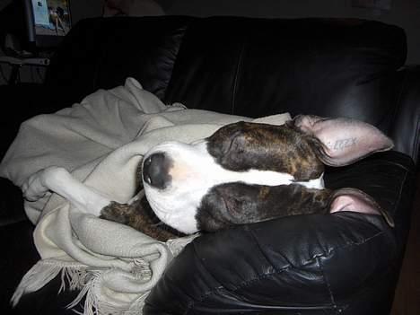 Amerikansk staffordshire terrier amiga 25-11-04 - amiga sover billede 15