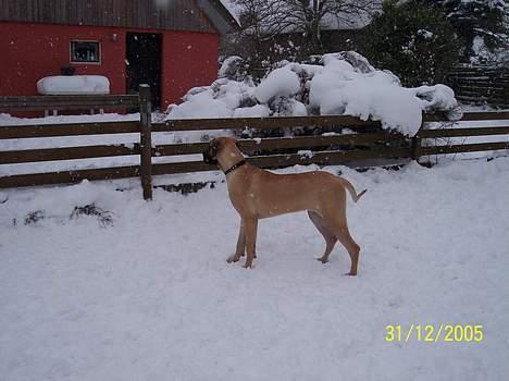 Grand danois Kørup´s Beth Hart billede 11