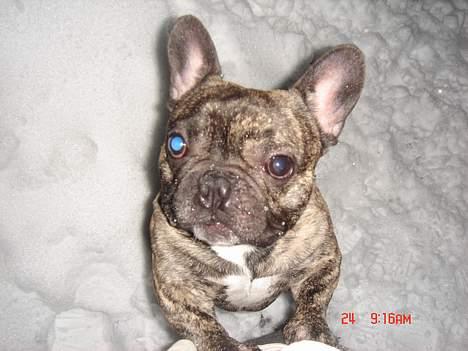 Fransk bulldog Tyson - kom nu med den bold billede 7
