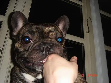 Fransk bulldog Tyson - mit kødben!!! billede 11