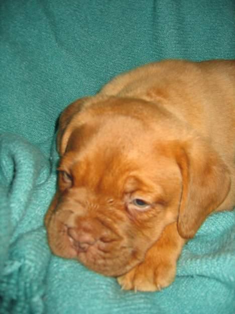 Dogue de bordeaux hooch - min lille skat........... billede 2
