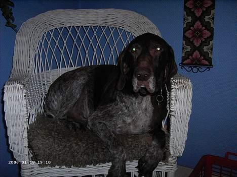 Korthåret hønsehund Seb - også seb i sin stol billede 4