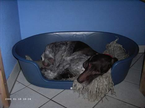 Korthåret hønsehund Seb - hehe seb som sover billede 5