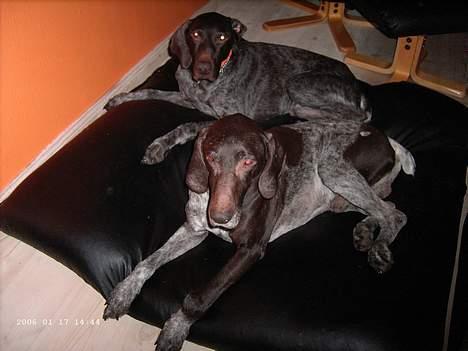 Korthåret hønsehund Seb - ja også sako og sebber som ligg og daser billede 6