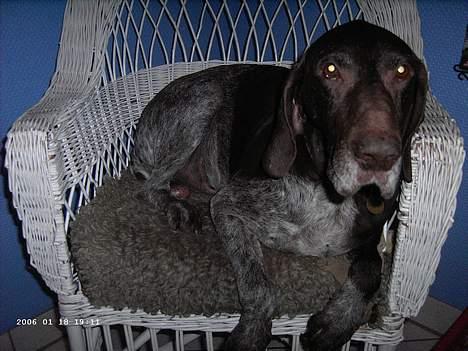 Korthåret hønsehund Seb - sebber i sin stoo..? <3 billede 7