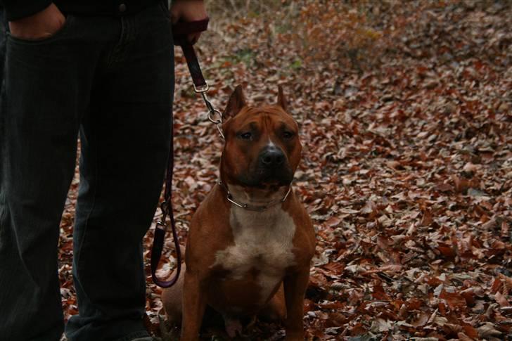 Amerikansk staffordshire terrier Kobe *R.I.P* - 23 Måneder billede 1