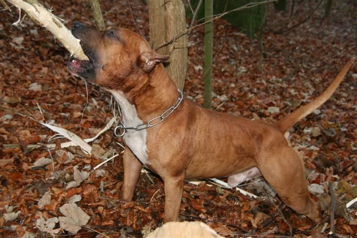 Amerikansk staffordshire terrier Kobe *R.I.P* - 23 Måneder billede 2