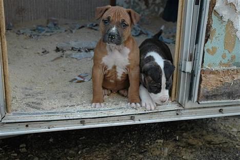 Amerikansk staffordshire terrier Kobe *R.I.P* - Kobe dagen før kupering billede 3