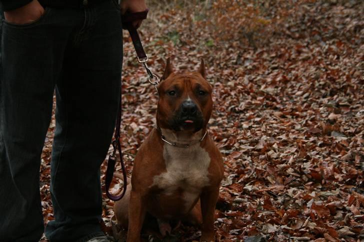 Amerikansk staffordshire terrier Kobe *R.I.P* - 23 Måneder billede 4